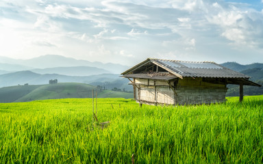 Fototapeta na wymiar Farmer's cottage located in the middle of rice field. Scenery and the beauty of nature, far away downtown.