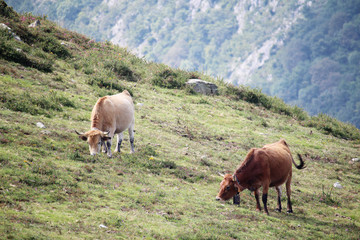Fototapeta na wymiar Cows in mountain terrain in Caravia, Asturias, Spain