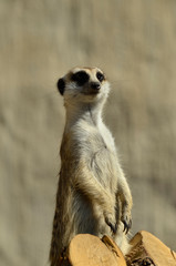 meerkat on guard