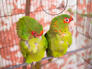 Peruvian Parrots