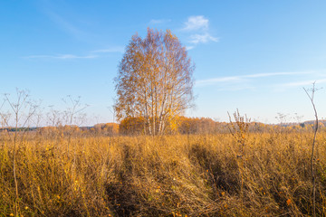 Obraz premium Golden field with grass, birch tree in the background and deep blue sky