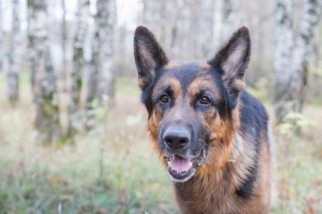 Dog German Shepherd outdoors in an autumn