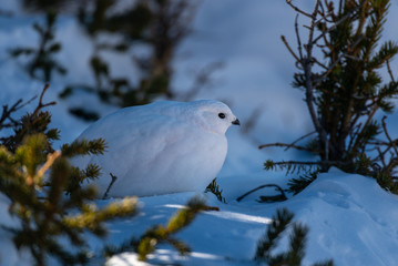 A Beautiful White-tailed Ptarmigan in White Winter Plumage in the Mountains of Colorado