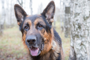 Dog German Shepherd outdoors in an autumn