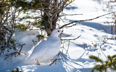 A Beautiful White-tailed Ptarmigan in White Winter Plumage in the Mountains of Colorado