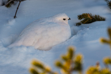 A Beautiful White-tailed Ptarmigan in White Winter Plumage in the Mountains of Colorado