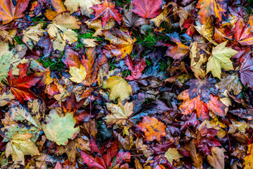 Hojas colores otoñales rojo verde amarillo naranja texturas