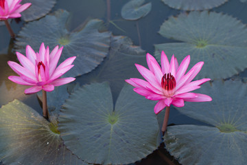Beautiful Pink Lotus in natural water pool