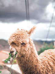 Typical peruvian llama eating in Cusco