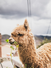 Typical peruvian llama eating in Cusco