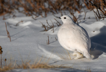 A Beautiful White-tailed Ptarmigan in White Winter Plumage in the Mountains of Colorado