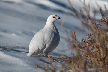 A Beautiful White-tailed Ptarmigan in White Winter Plumage in the Mountains of Colorado