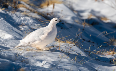 A Beautiful White-tailed Ptarmigan in White Winter Plumage in the Mountains of Colorado