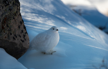 A Beautiful White-tailed Ptarmigan in White Winter Plumage in the Mountains of Colorado