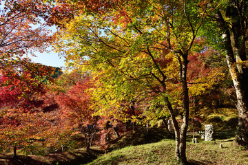 用作公園の紅葉