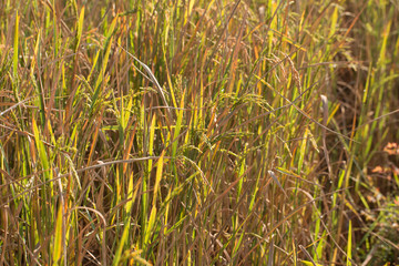 Fototapeta premium Golden Organic Paddy rice ready for harvest in field
