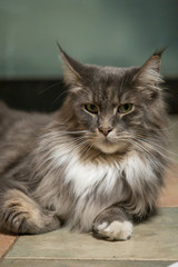 Close-up Portrait of Adorable Maine Coon Cat Stare up Isolated on Black Background, Front view