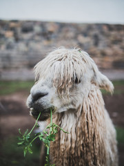 The peruvian llama