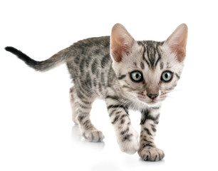 bengal kitten in studio