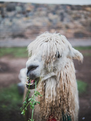 The nose of the peruvian llama