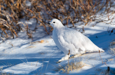 A Beautiful White-tailed Ptarmigan in White Winter Plumage in the Mountains of Colorado