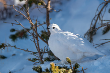 A Beautiful White-tailed Ptarmigan in White Winter Plumage in the Mountains of Colorado