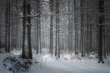 Fototapeta premium trunks of fir trees covered with snow closeup