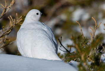 A Beautiful White-tailed Ptarmigan in White Winter Plumage in the Mountains of Colorado