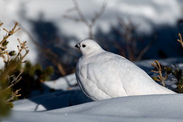 A Beautiful White-tailed Ptarmigan in White Winter Plumage in the Mountains of Colorado