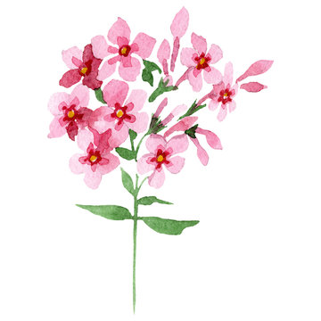 Pink phlox flowers with green leaves. Isolated phlox illustration element. Watercolor background illustration set.