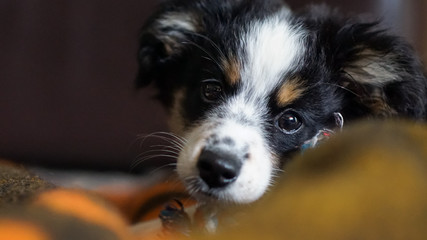 Miniature Australian Shepherd, Dog