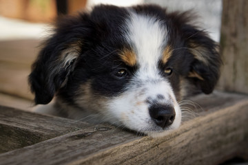 Fototapeta premium Miniature Australian Shepherd, Dog