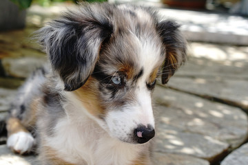 Miniature Australian Shepherd, Dog