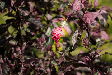 Close up of red Hibiscus rosa-sinensis