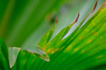 Close up nature view of green leaf