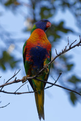 Australijska papuga na Magnetic Island - obrazy, fototapety, plakaty