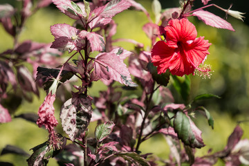 Close up of red Hibiscus rosa-sinensis