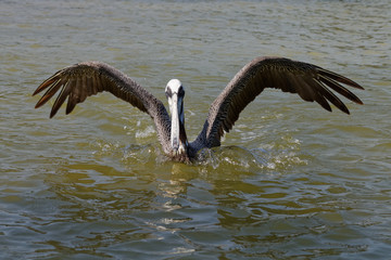Pelikana na meksykańskiej lagunie
