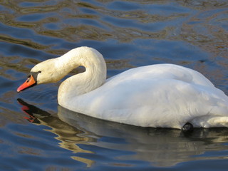 White Swan swimming on the river close-up