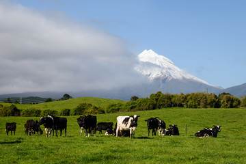 Cows grazing in the green field with Mt Taranaki in the distance