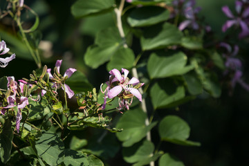Pink flower or Bauhinia flower