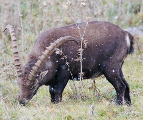 Steinbock,Berg,Capricorn