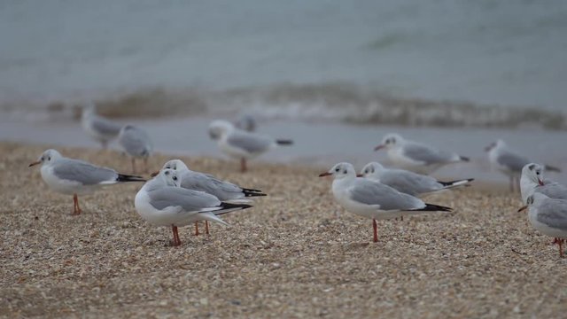 group of seagulls on the sandy seashore