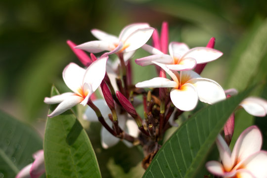 Frangipani Tropical Spa Flower. Plumeria flower on plant
