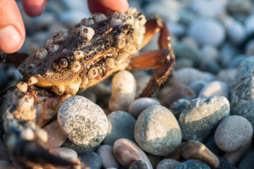Macrophotography of sea crab covered with shells.