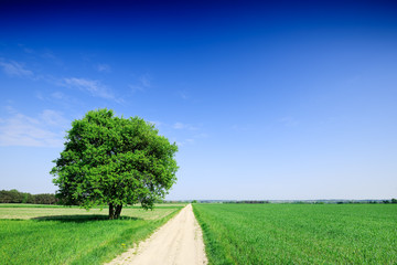 Fototapeta na wymiar Lonely tree next to a rural road running among green fields