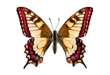 Fototapeta na wymiar Colorful butterfly- isolated