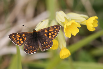 Fototapeta na wymiar A stunning rare Duke of Burgundy Butterfly (Hamearis lucina) perched on a cowslip flower.
