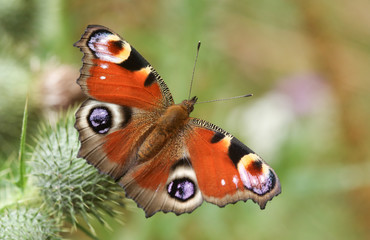 Fototapeta na wymiar A Peacock Butterfly (Aglais io ) perched and feeding on a thistle flower.