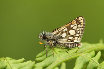 A neautiful rare Chequered Skipper Butterfly (Carterocephalus palaemon ) confined to north-west Scotland perching on bracken.